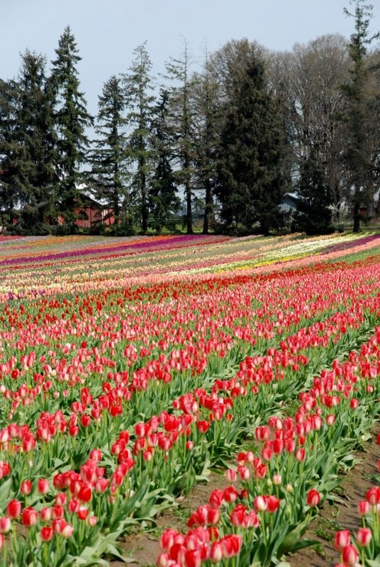 tulips4.jpg